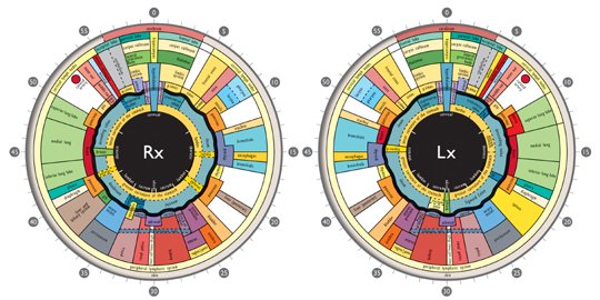 Iridology Chart Pdf